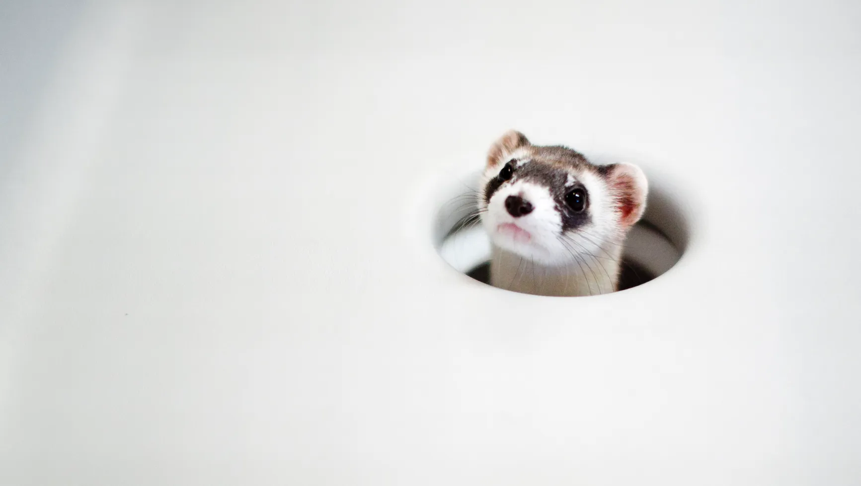 ferret in a ferret hole