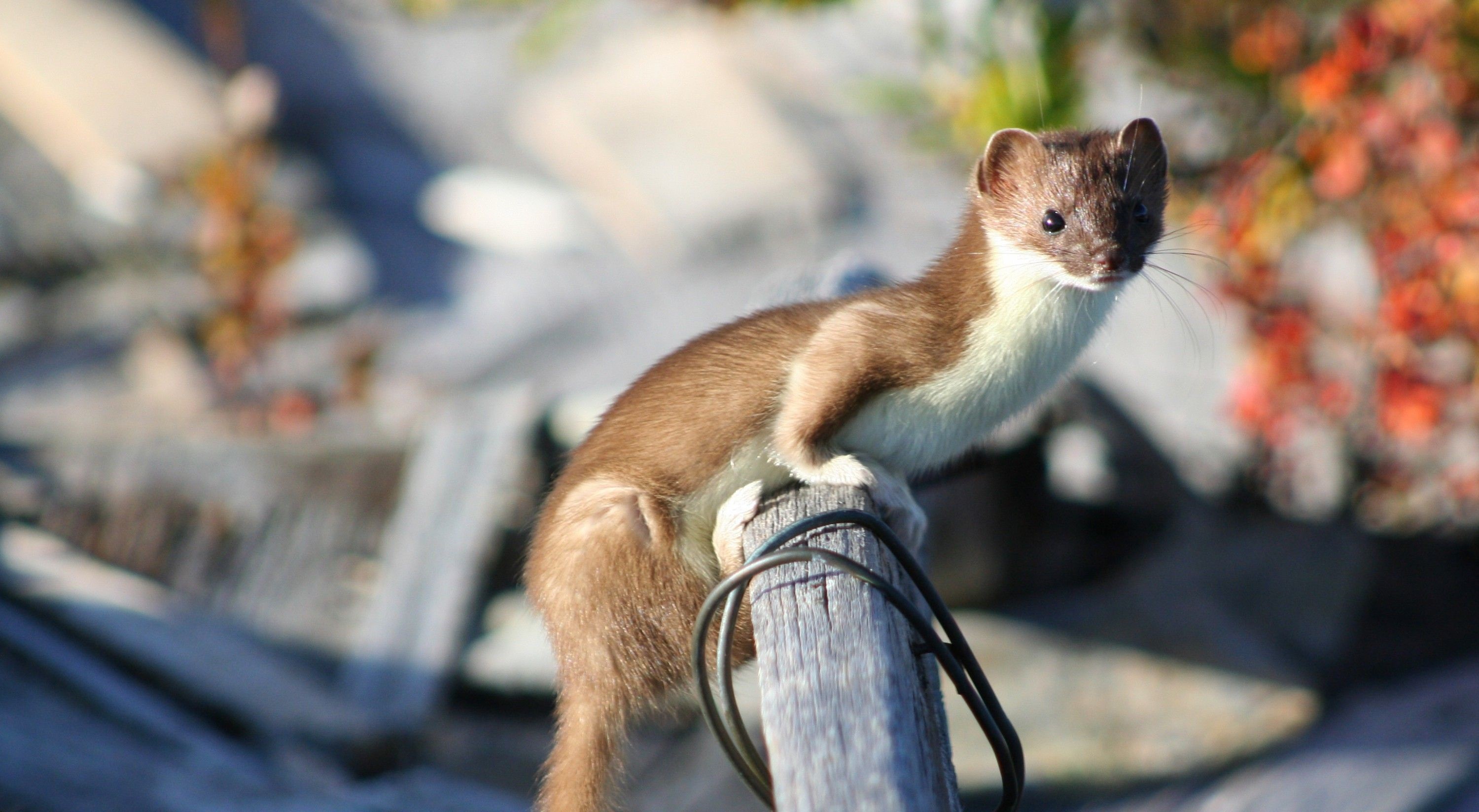 weasel histrory fact 2