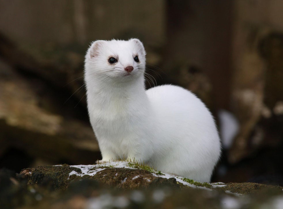 weasel (ermine) fact 3