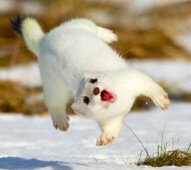 weasel fun fun facet 8